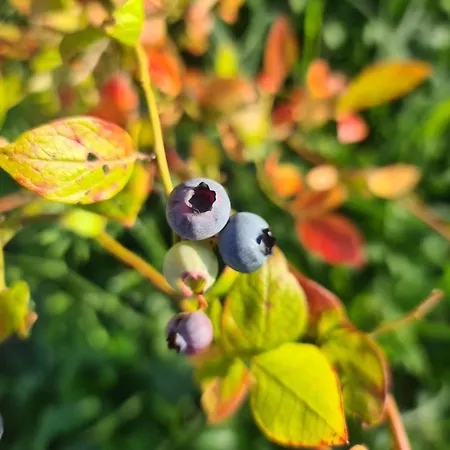 A La Ferme, Les Vergers Du Muscardin * Breel