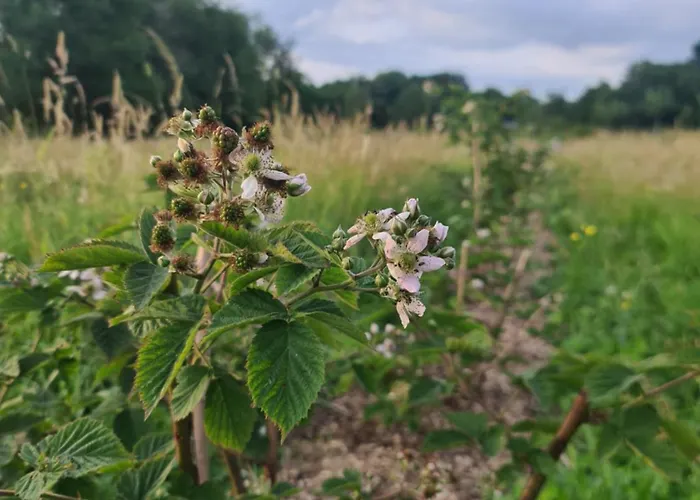 A La Ferme, Les Vergers Du Muscardin